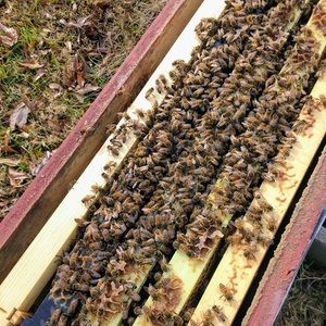 Meet your Posher, Jimmy